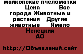  майкопские пчеломатки F-1  › Цена ­ 800 - Все города Животные и растения » Другие животные   . Ямало-Ненецкий АО